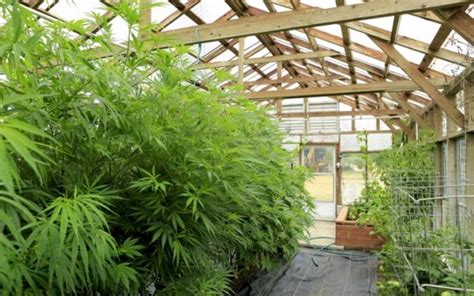 acmpr calculator|Grow Your Own .